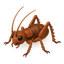 Termite control