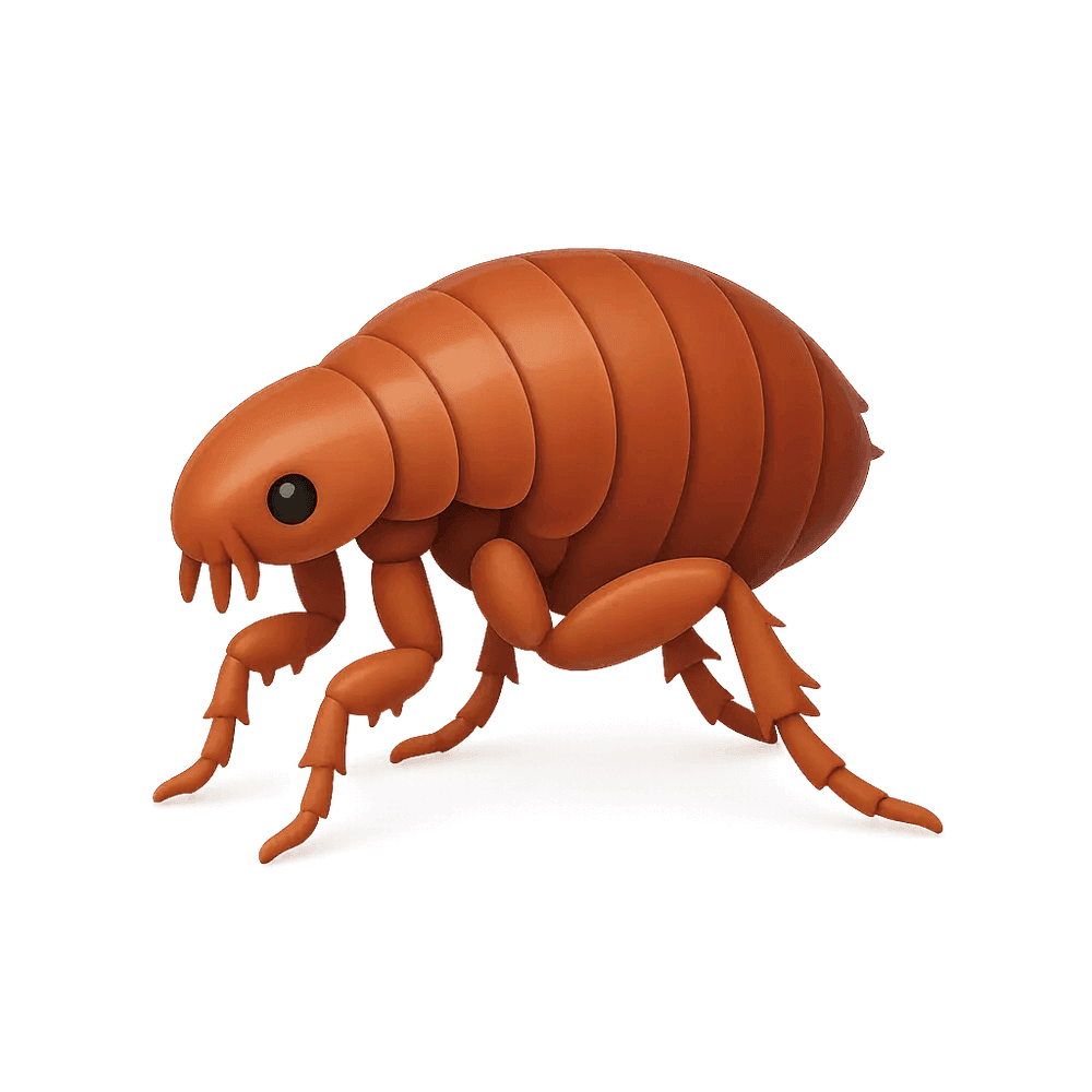 Bed Bug Treatment