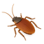 Cockroach control
